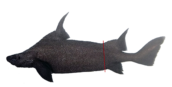Oxynotus paradoxus_016.jpg